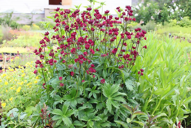 Astrantia de la familia paraguas