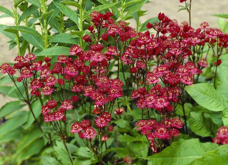 fleurs rouges d'astranie