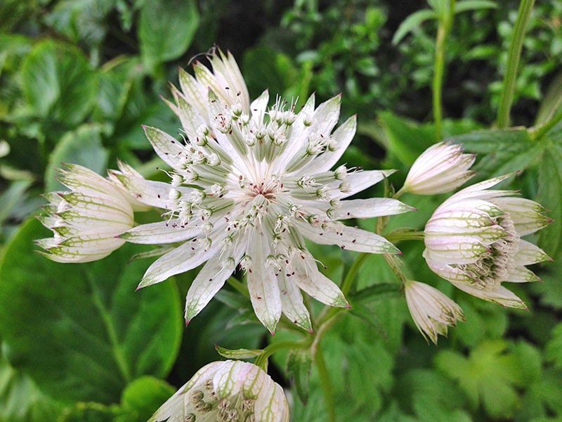 flores blancas de astrania