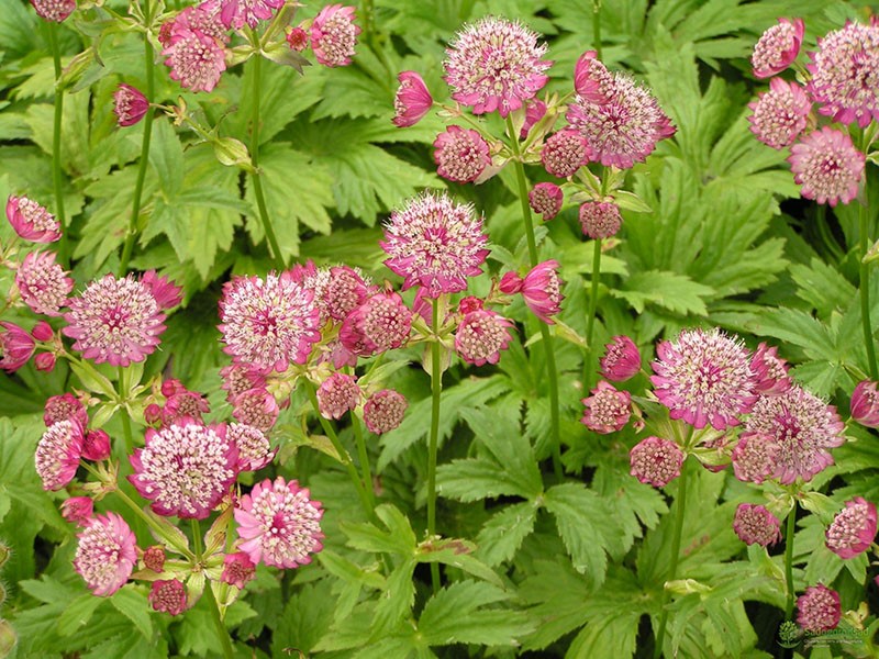 astrania flores rosadas