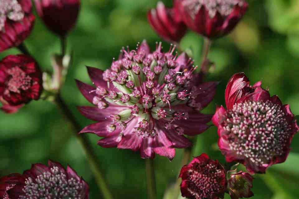 fleurs marron astranie