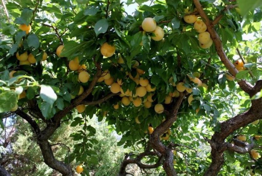 prune cerise pour la région de Moscou les meilleures variétés