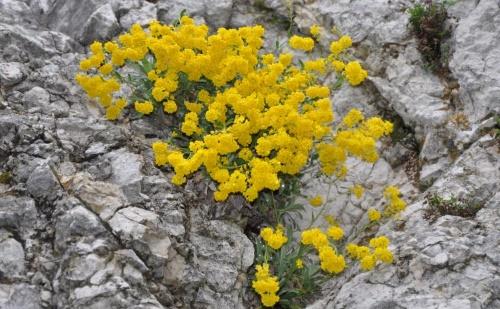 alissum entre piedras