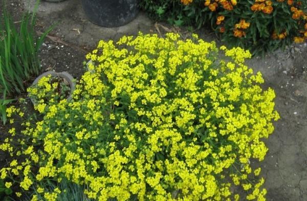 alissum rocheux