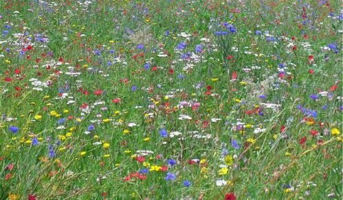 pelouse mauresque avec des fleurs sauvages