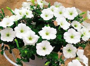 petunias marco polo