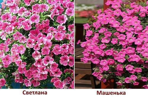 Variétés Mashenka et Svetlana