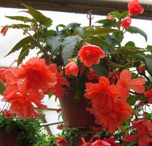 cultivo de ampel begonias