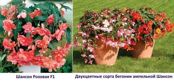 Variedades de begonia: Chanson Pink