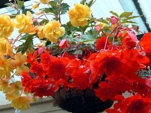 begonias ampel