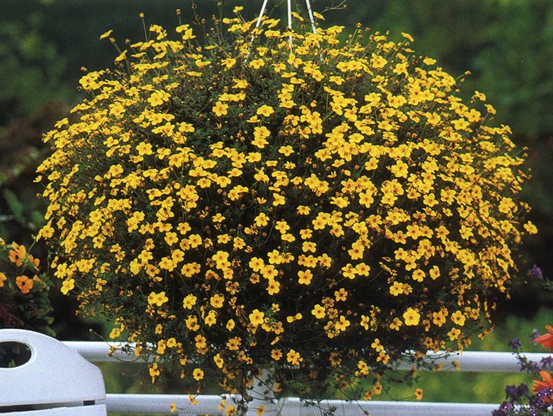 boule d'or bidense