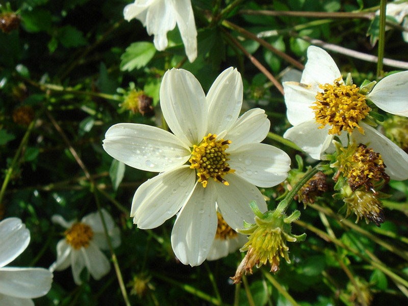 blanc perle bidense