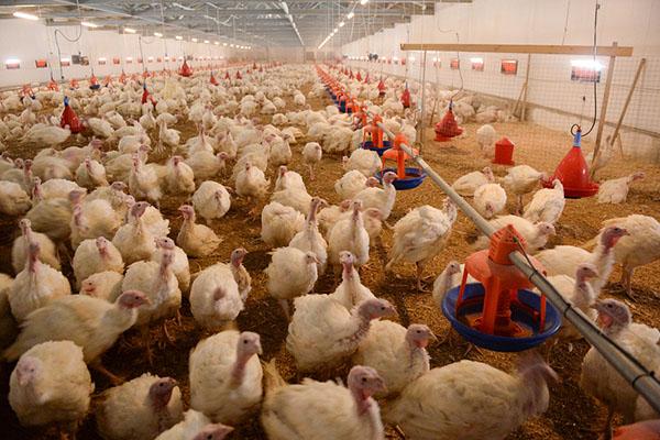 amprolium pour poulets de chair