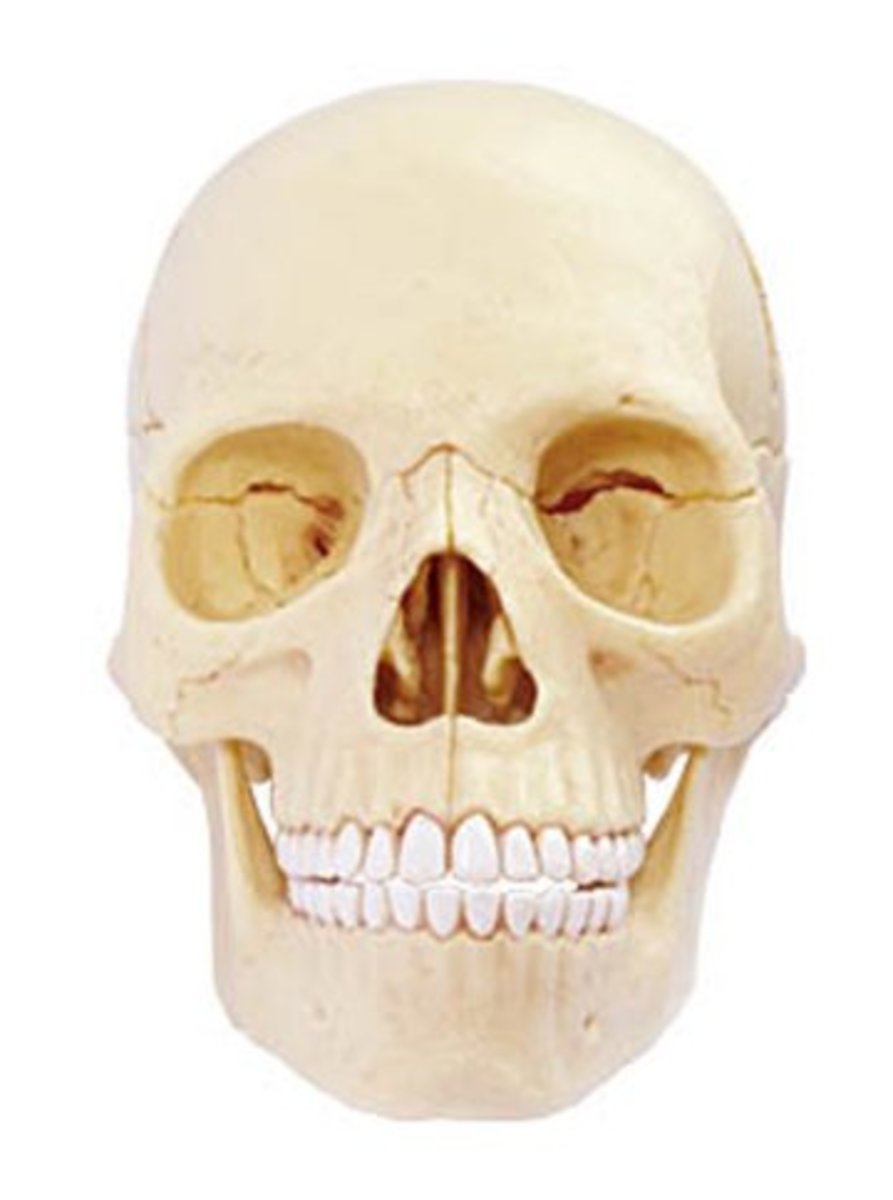 متاح في INKEDSHOP.COM: Anatomy Skull بواسطة Black Label