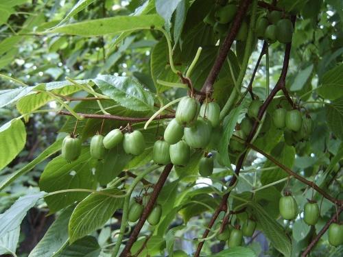 actinidia de piña