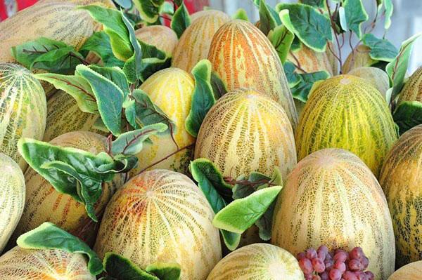 Melon doux parfumé Ich-kzyl
