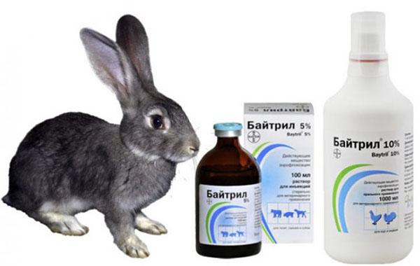 antibiótico para conejos