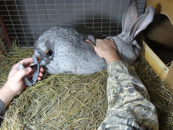 administration du médicament à des lapins