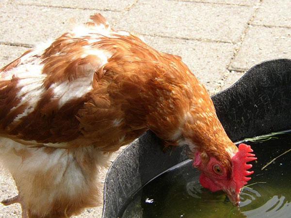 nourrir les poulets avec du baitril