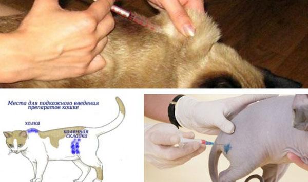 inyecciones para perros y gatos