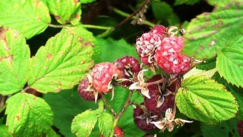 anthracnose à la framboise