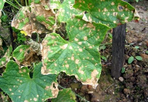 hoja de pepino con antracnosis