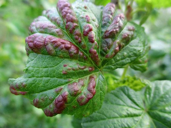 manifestation de l'anthracnose de groseille