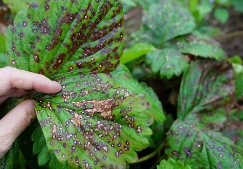 anthracnose sur feuilles de fraisier