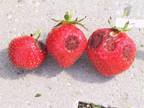 frutas afectadas por la antracnosis