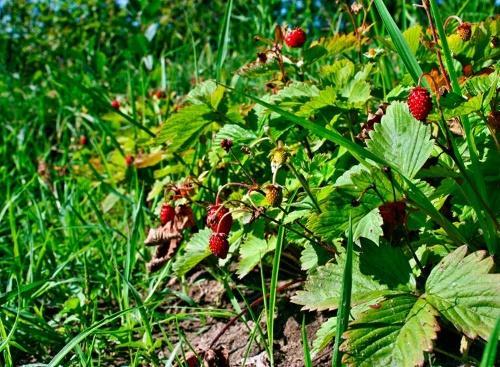 fraises anthracnose