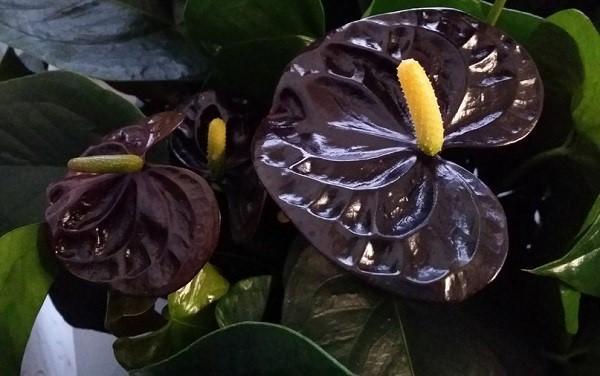 prince noir anthurium