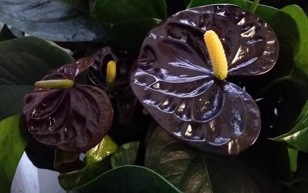 príncipe negro de anthurium