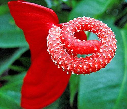 Fleur d'Anthurium