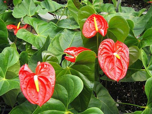 Voiles de fleurs d'Anthurium écarlate