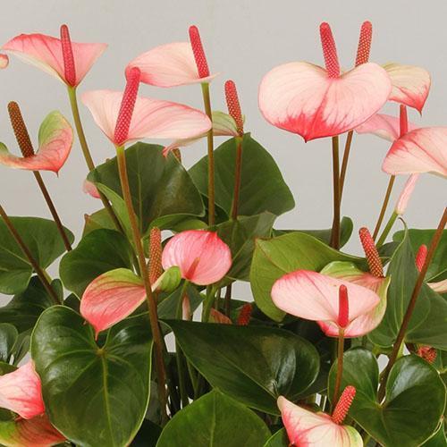 Floraison non rose d'anthurium