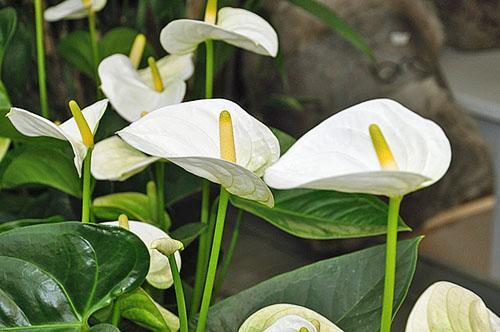 Anthurium blanc