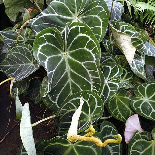 Anthurium frondoso decorativo