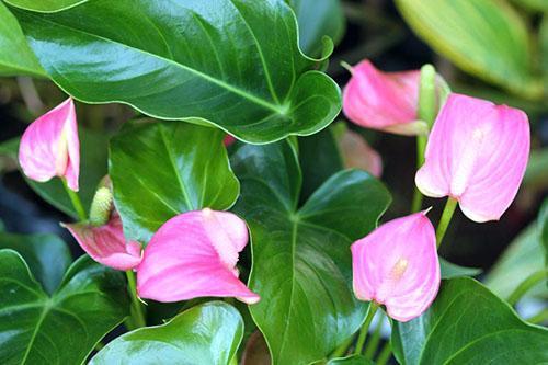 Garder l'anthurium à la maison nécessite de la prudence