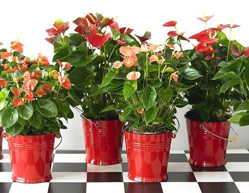 Bonheur mâle d'Anthurium de floraison différente