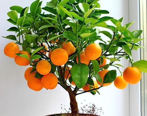 Récolter l'orange à la maison