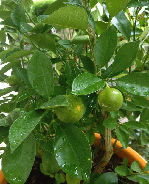 Los primeros frutos de la naranja de interior