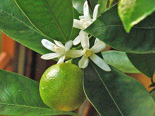 Flores de naranja en casa