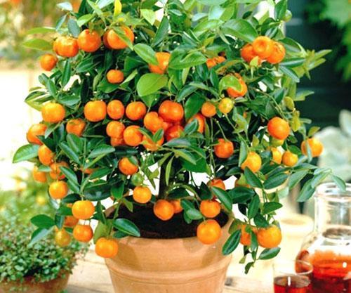 Oranger du jardin
