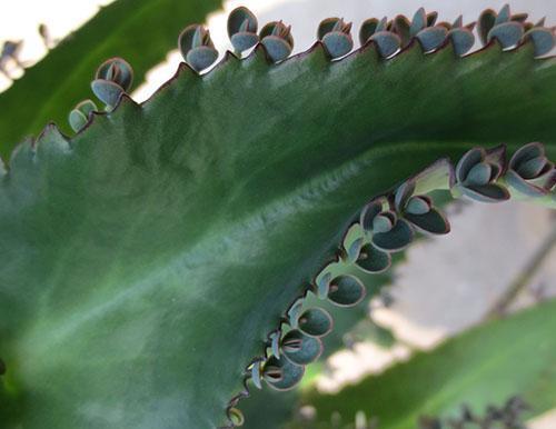 Feuille de plante adulte