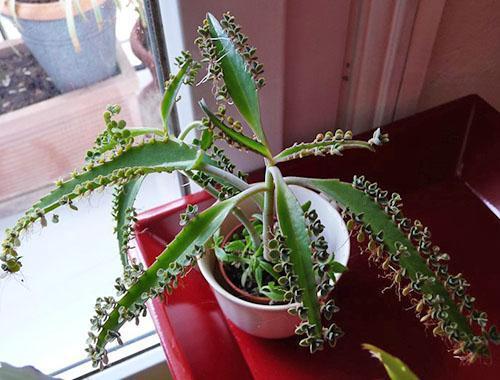 Avec de bons soins, la plante produit de nombreux bébés.