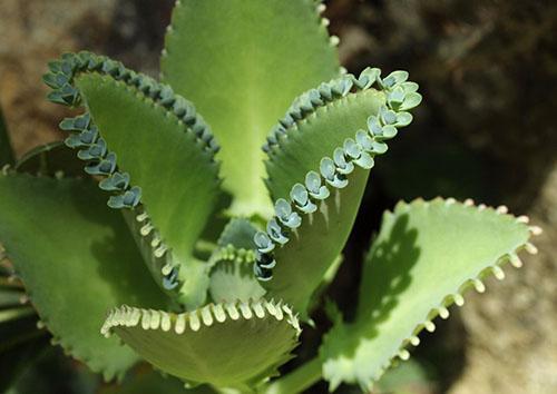 En verano, Kalanchoe se puede plantar en el sitio.