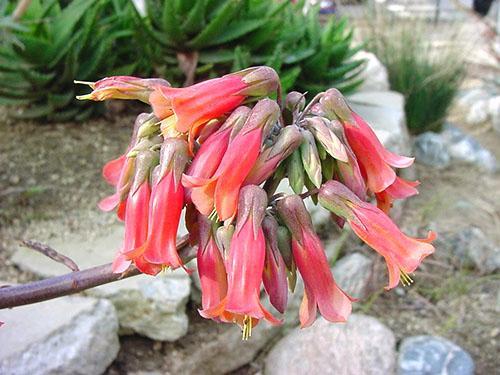 Floraciones de Dergemon