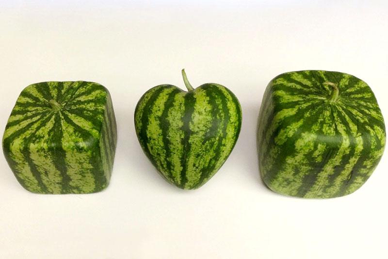 la pastèque est une plante de citrouille