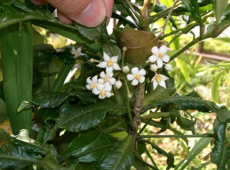 Ardisia floreciente