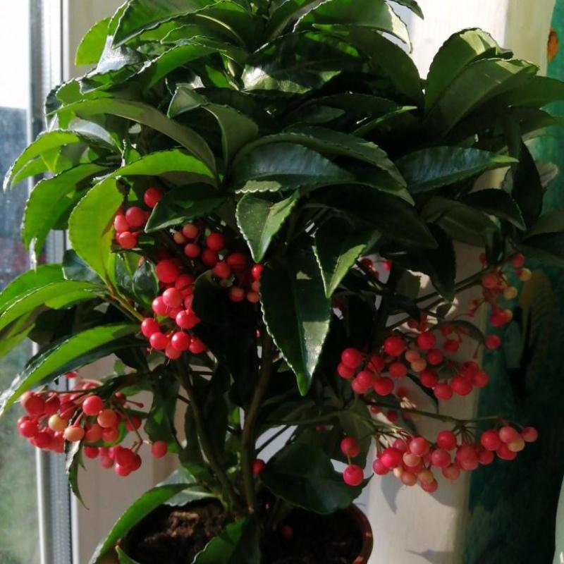 bayas de ardisia